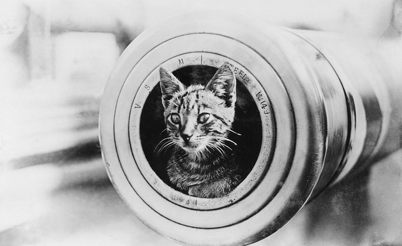 Ship’s cat on HMAS Encounter during World War I.
